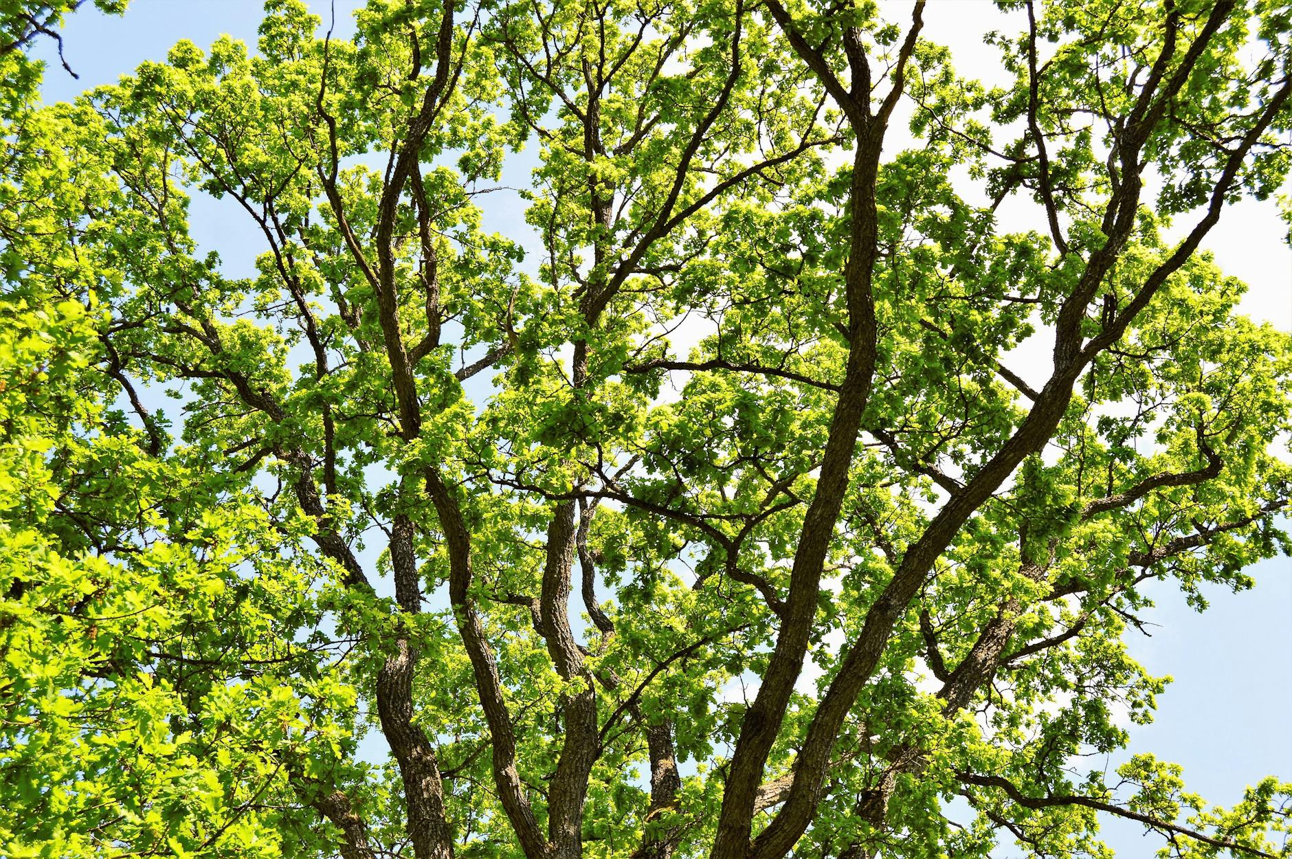 Oak Tree Removal Nashville: Cost & Expert Services 2026