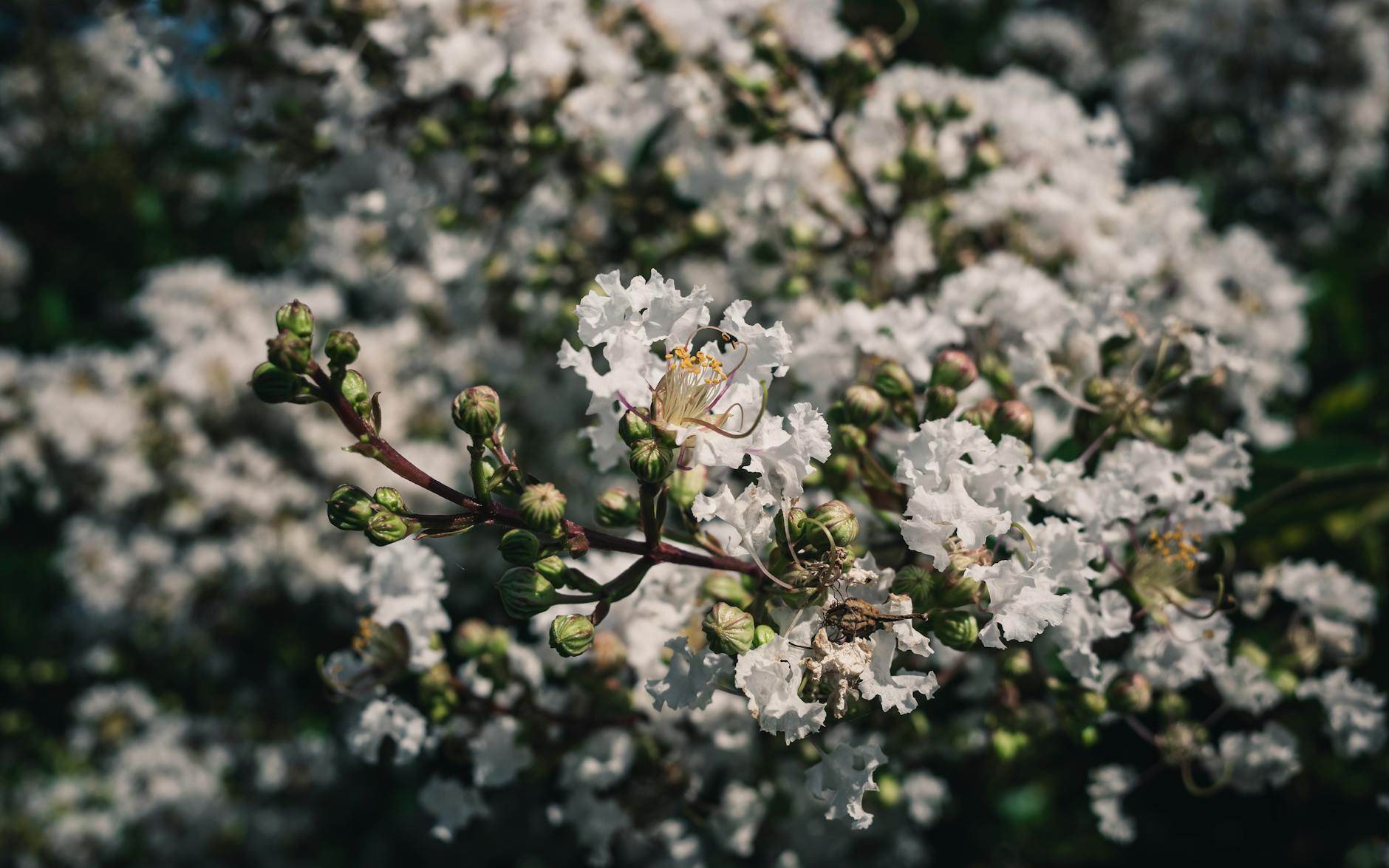 Crepe Myrtle Trimming Nashville: Expert Pruning Services