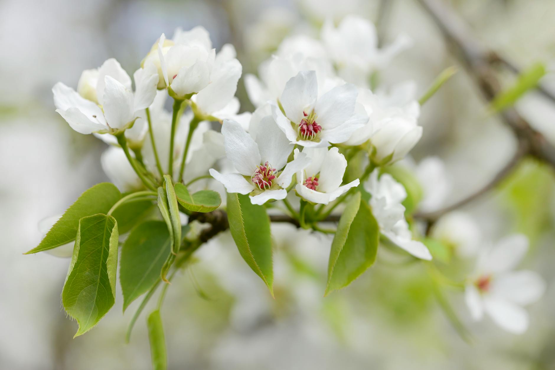Bradford Pear Tree Removal Nashville | Professional Service 2026