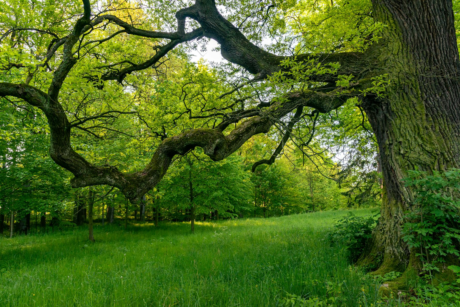 Oak Tree Removal Nashville: Cost & Expert Services 2026