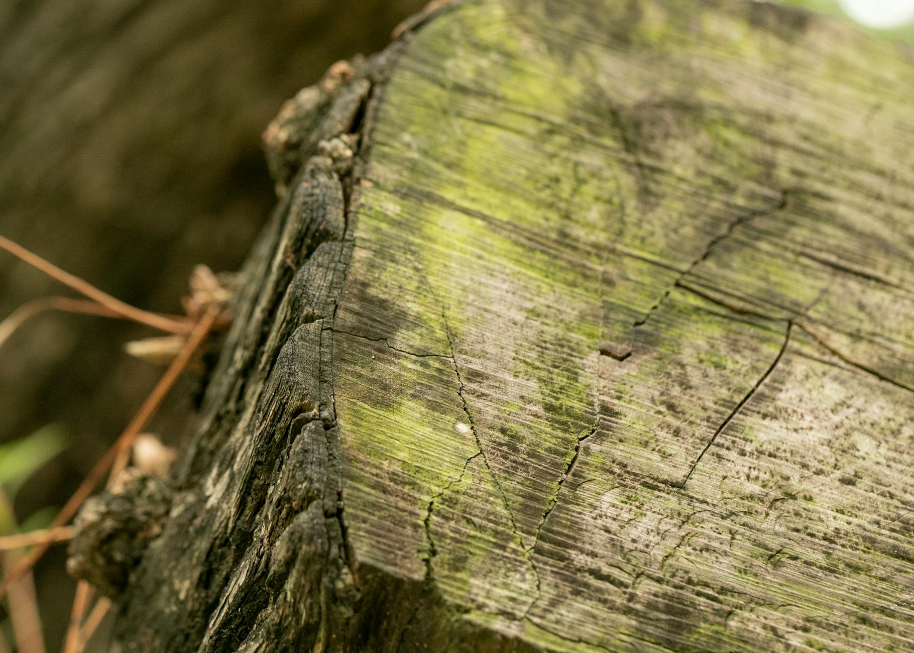Stump Grinding Cost Nashville TN: 2026 Pricing Guide & Local Rates