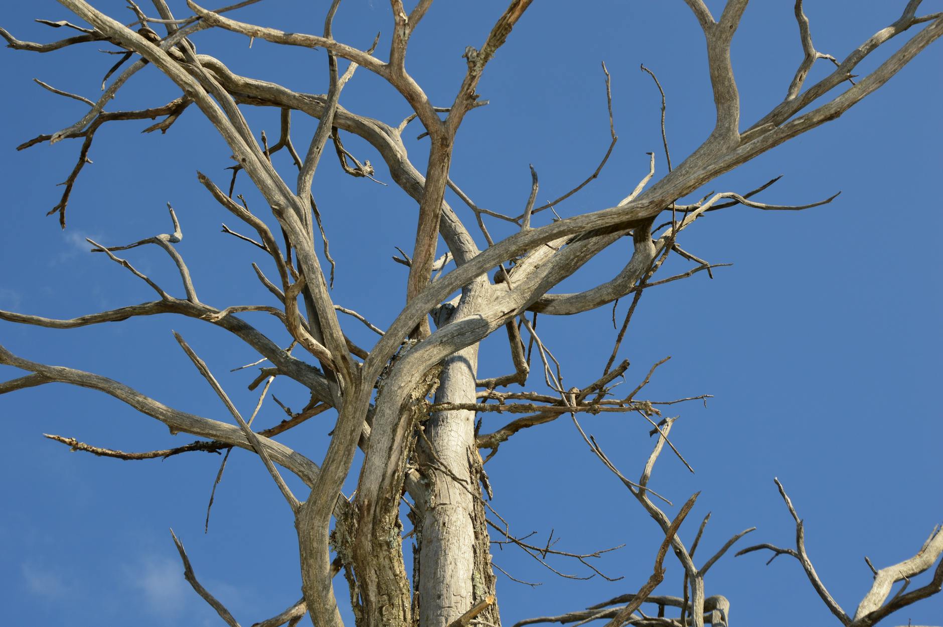 Signs of a Dying Tree Nashville: When to Call Professional Help