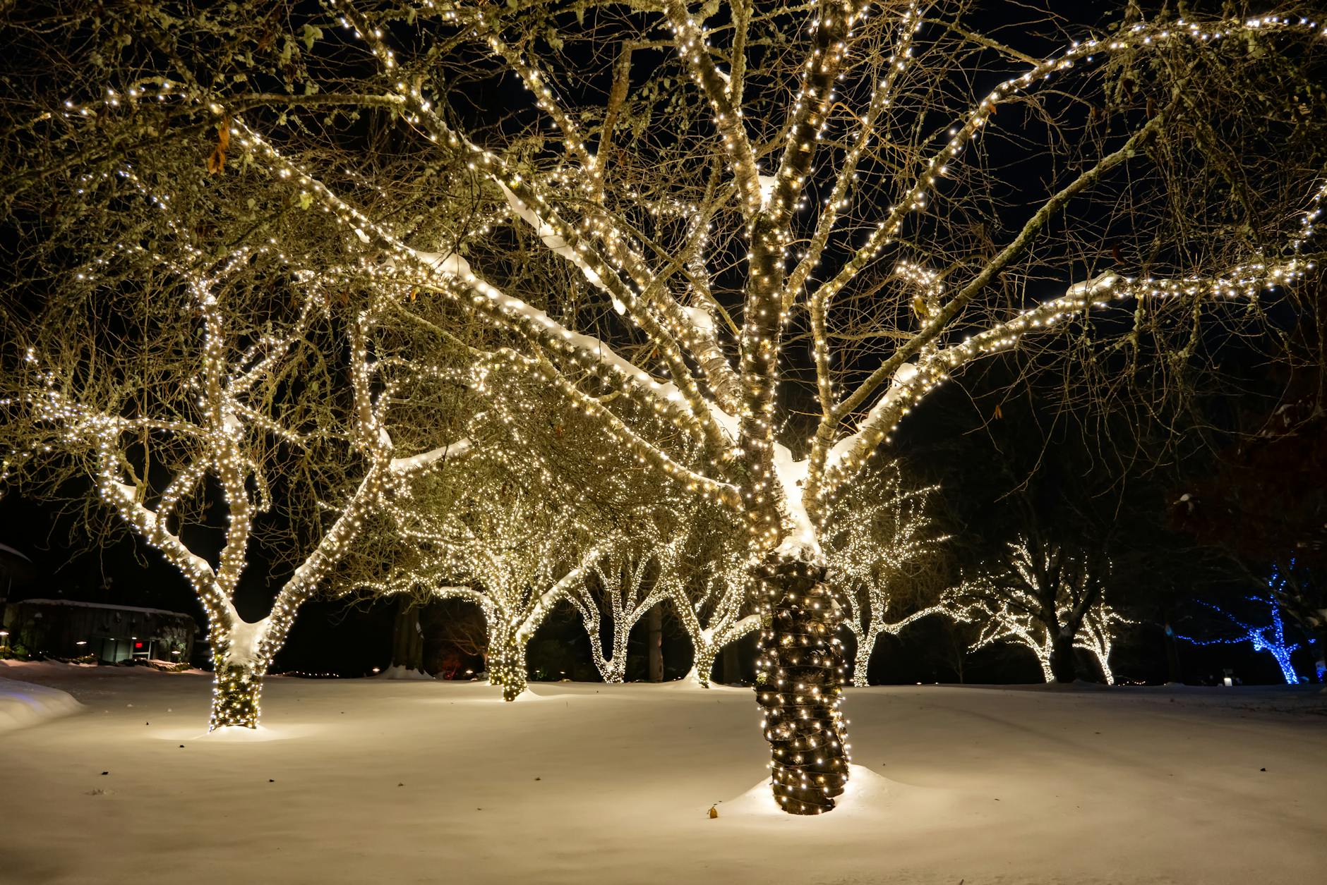 Tree Service Brentwood TN: Professional Care from $150-$2,500