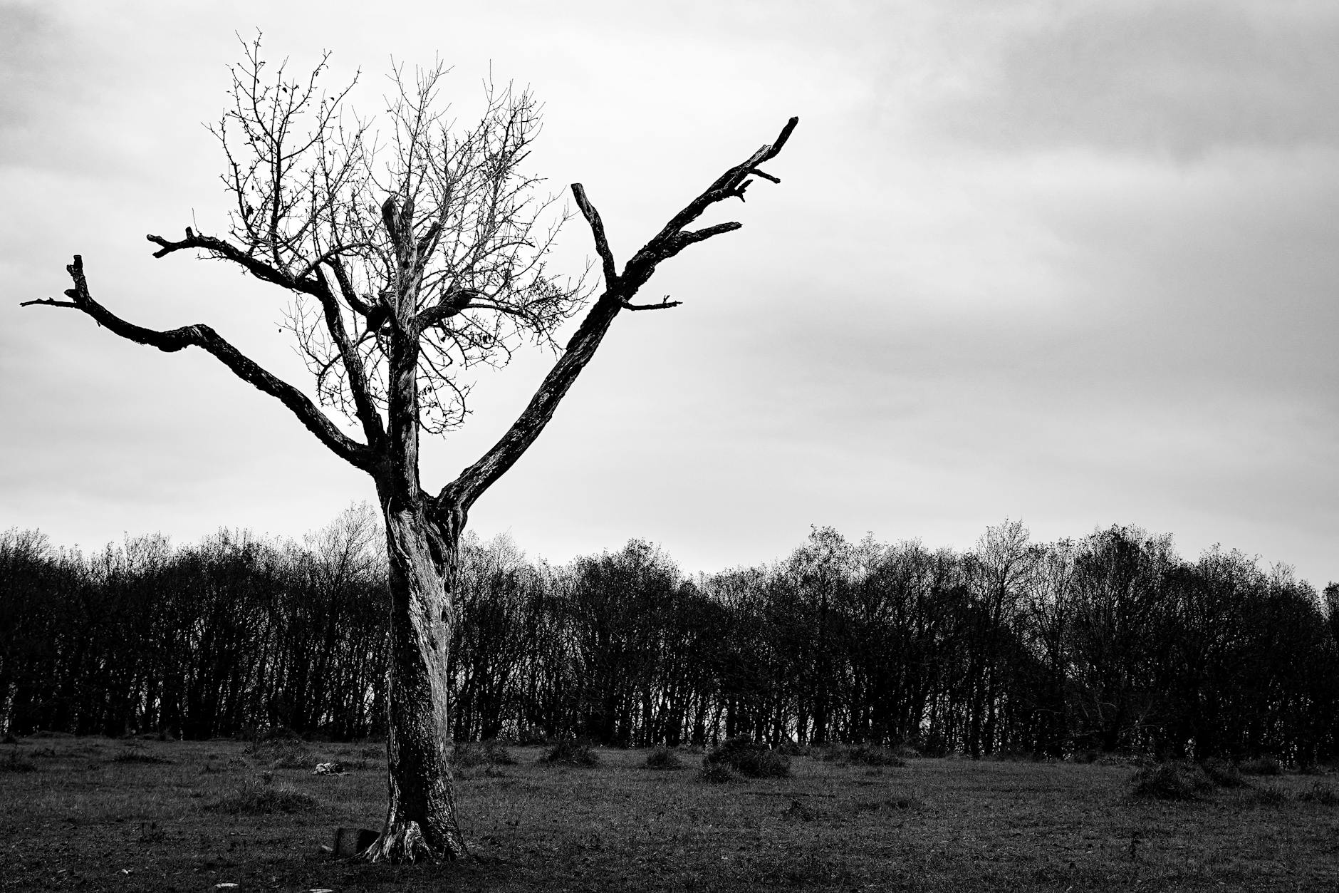 Signs of a Dying Tree Nashville: When to Call Professional Help