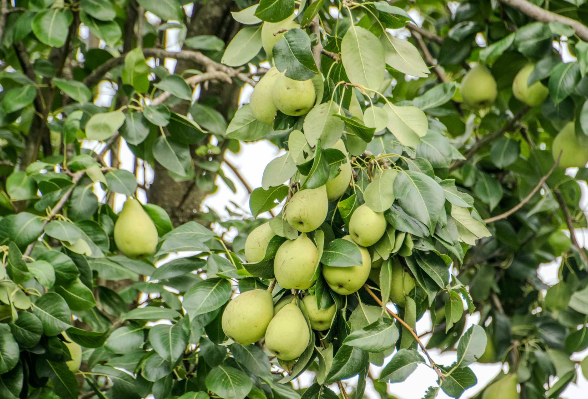 Bradford Pear Tree Removal Nashville | Professional Service 2026