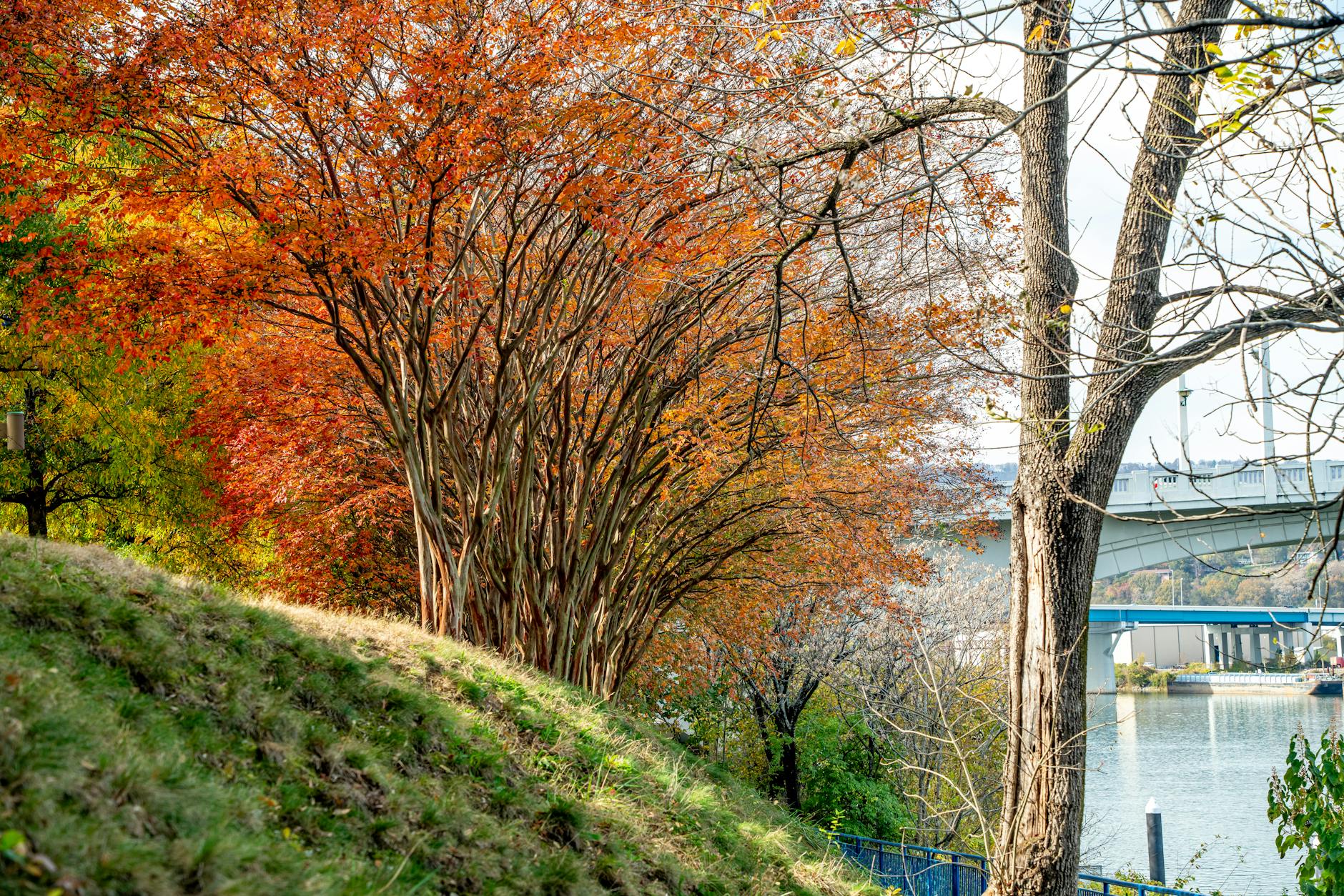 Tree Service Brentwood TN: Professional Care from $150-$2,500