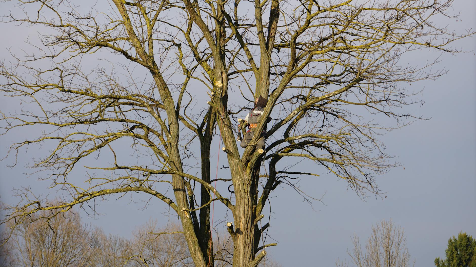 How to Find a Licensed Arborist in Nashville: 2026 Guide