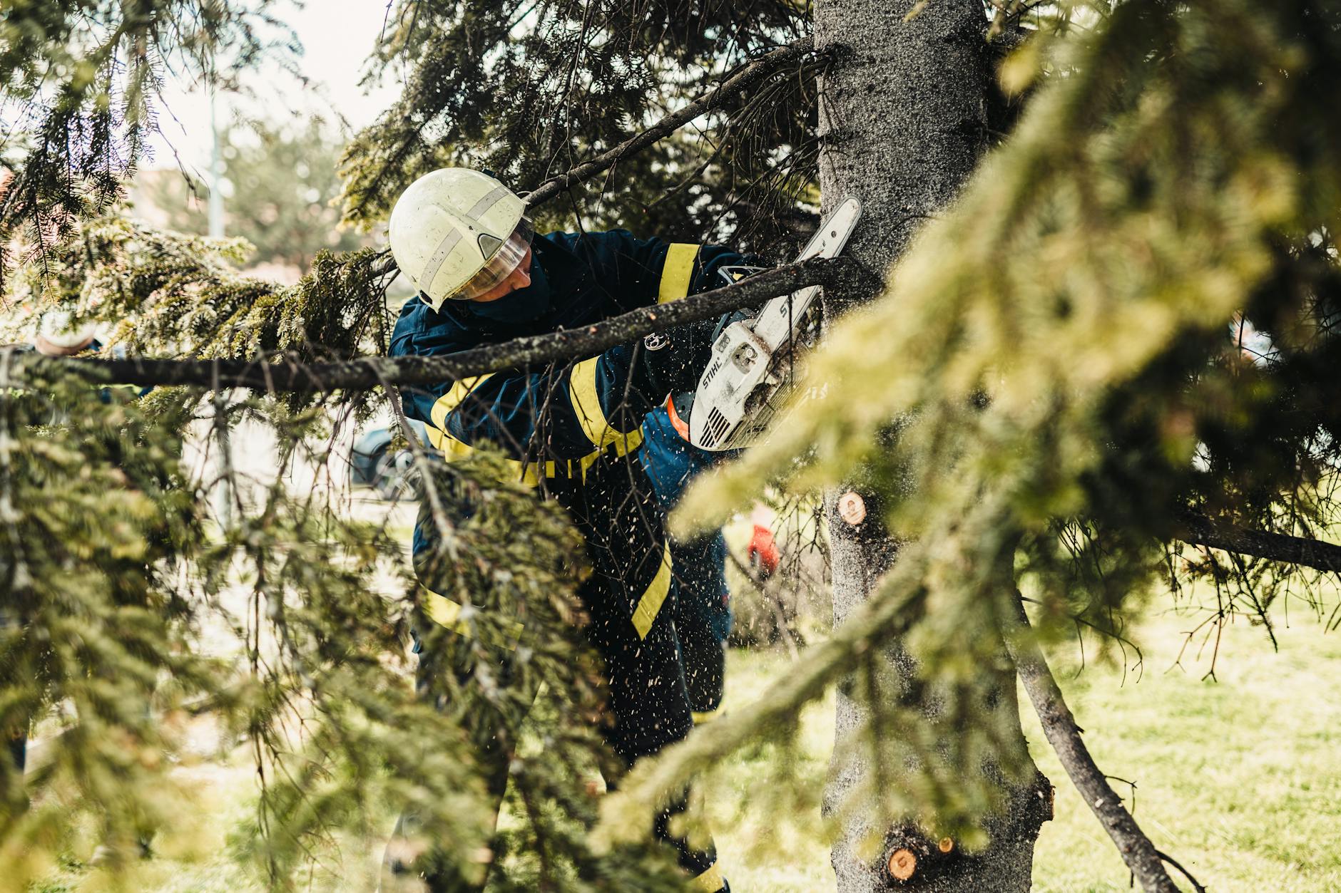 How to Find a Licensed Arborist in Nashville: 2026 Guide