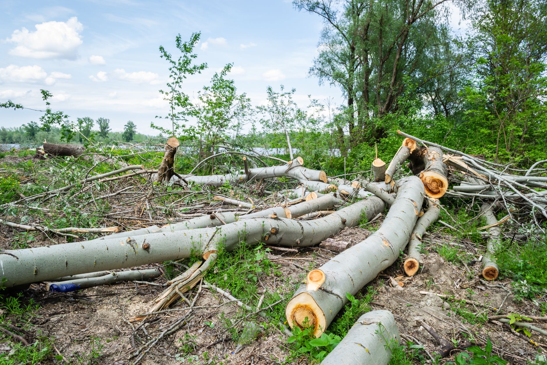Do I Need a Permit to Cut a Tree in Nashville? (2026 Guide)