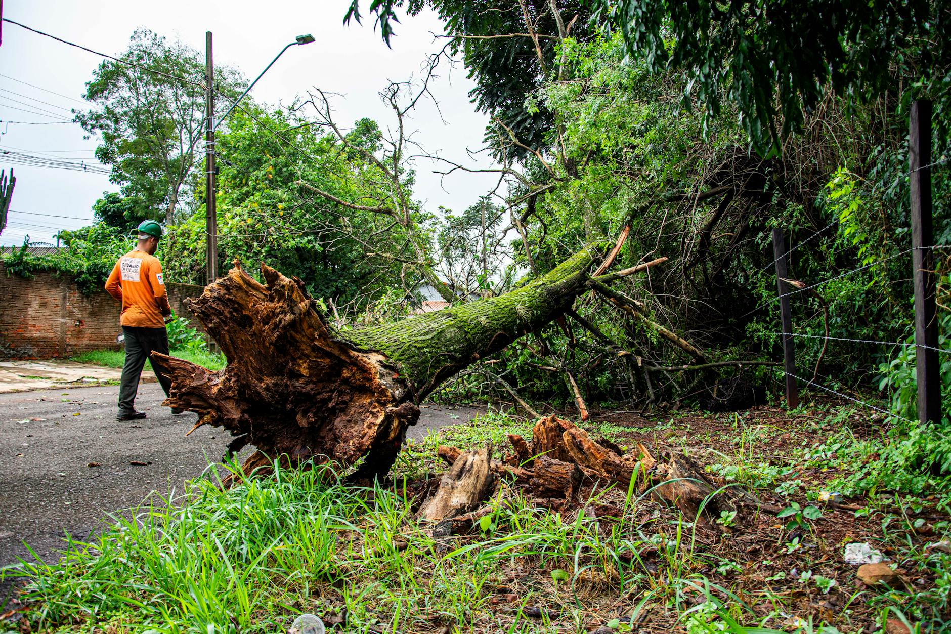Emergency Tree Removal Nashville TN: 24/7 Storm Damage Service