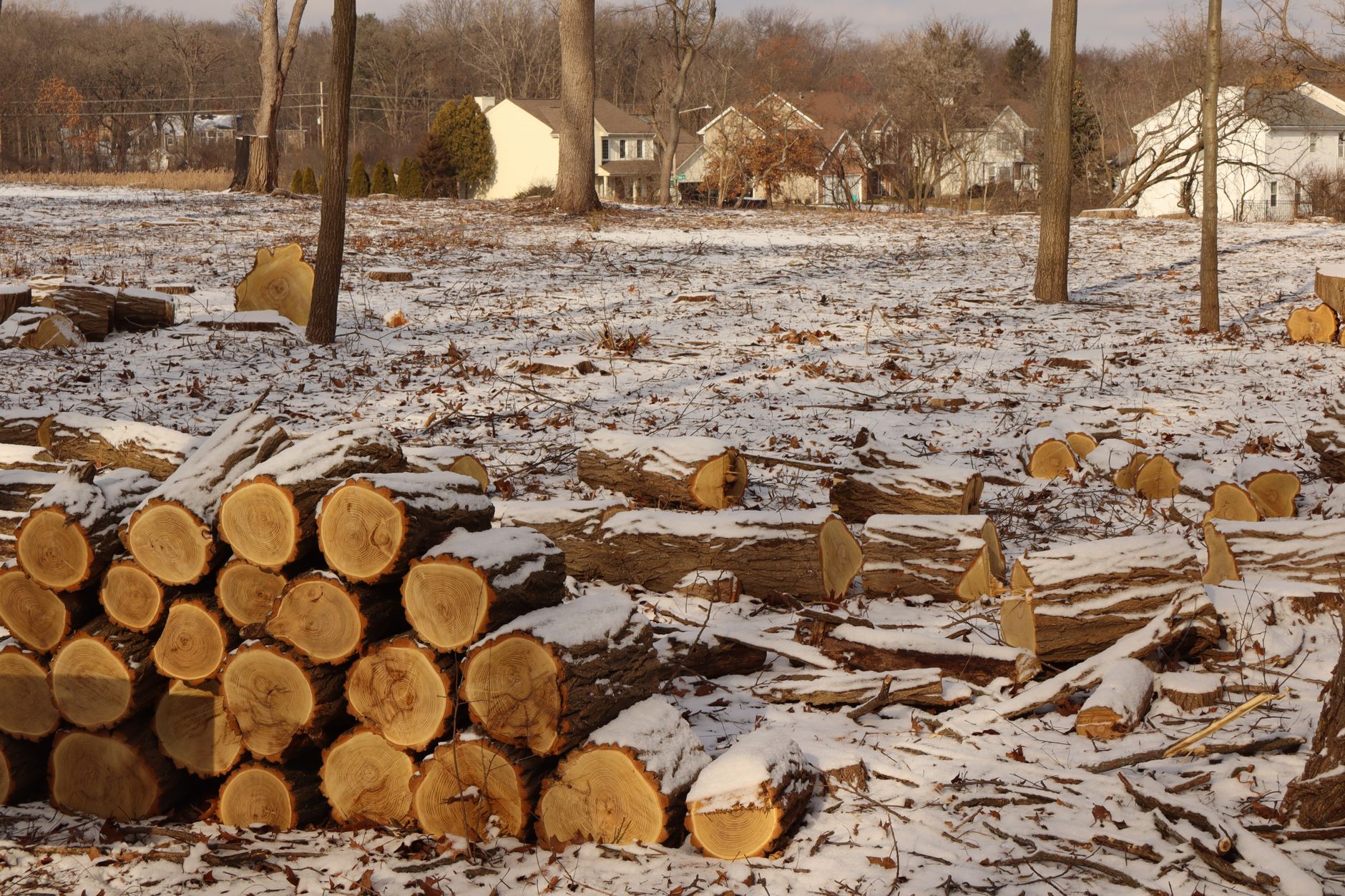 Tree Fell on House in Nashville? Here's Exactly What to Do
