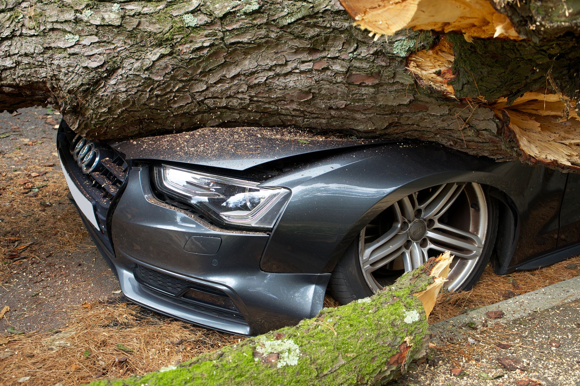 Tree Removal Insurance Claims in Nashville: What You Need to Know
