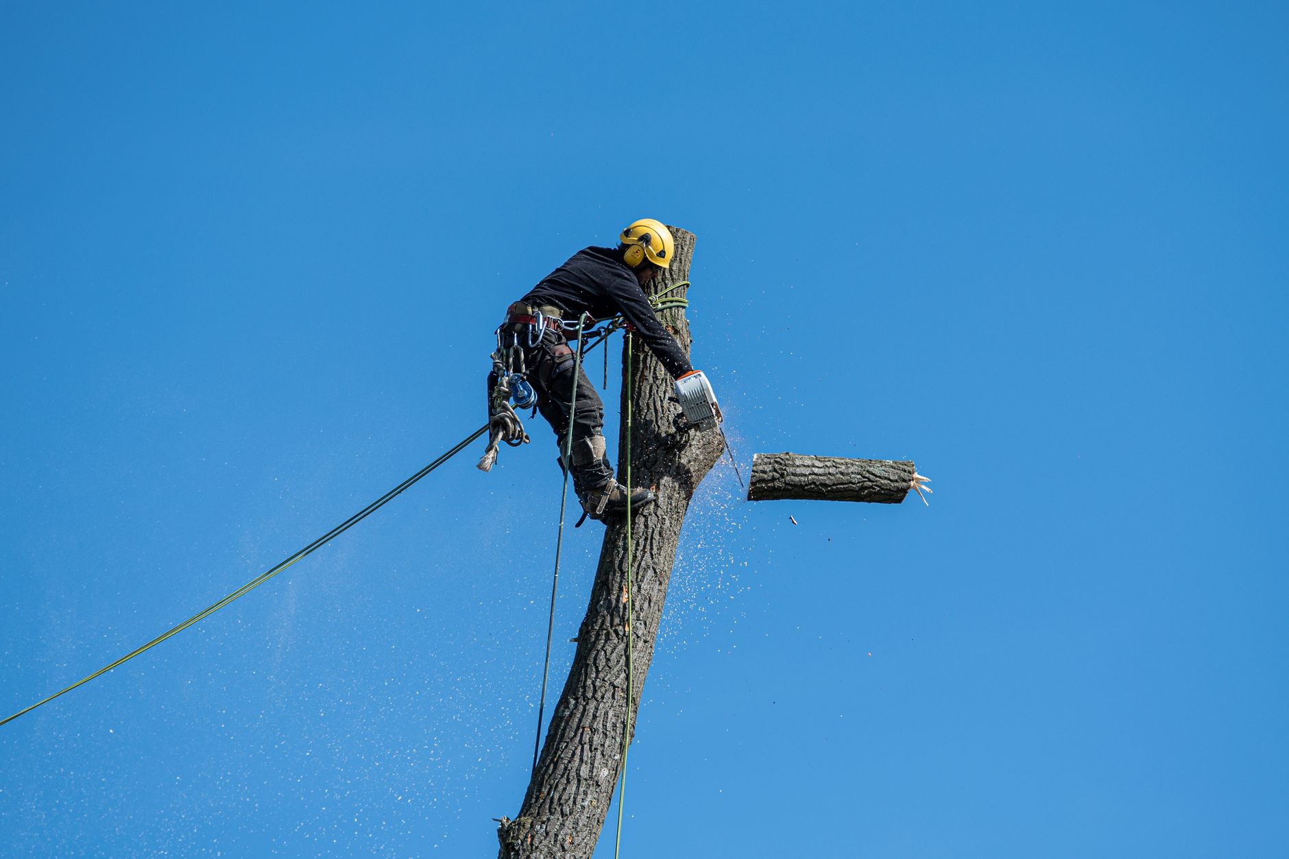 Tree Removal Madison TN - Professional Service $500-$3,500