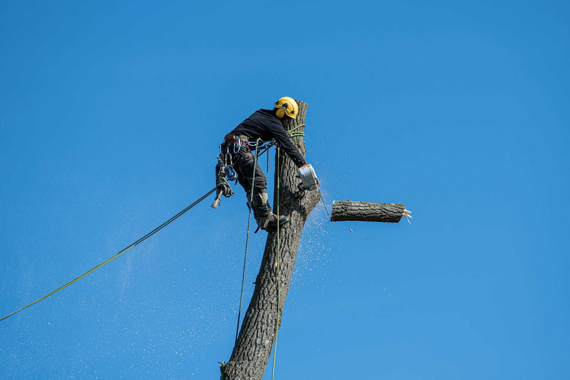 Tree Service Antioch TN - Professional Tree Care | TreeDone