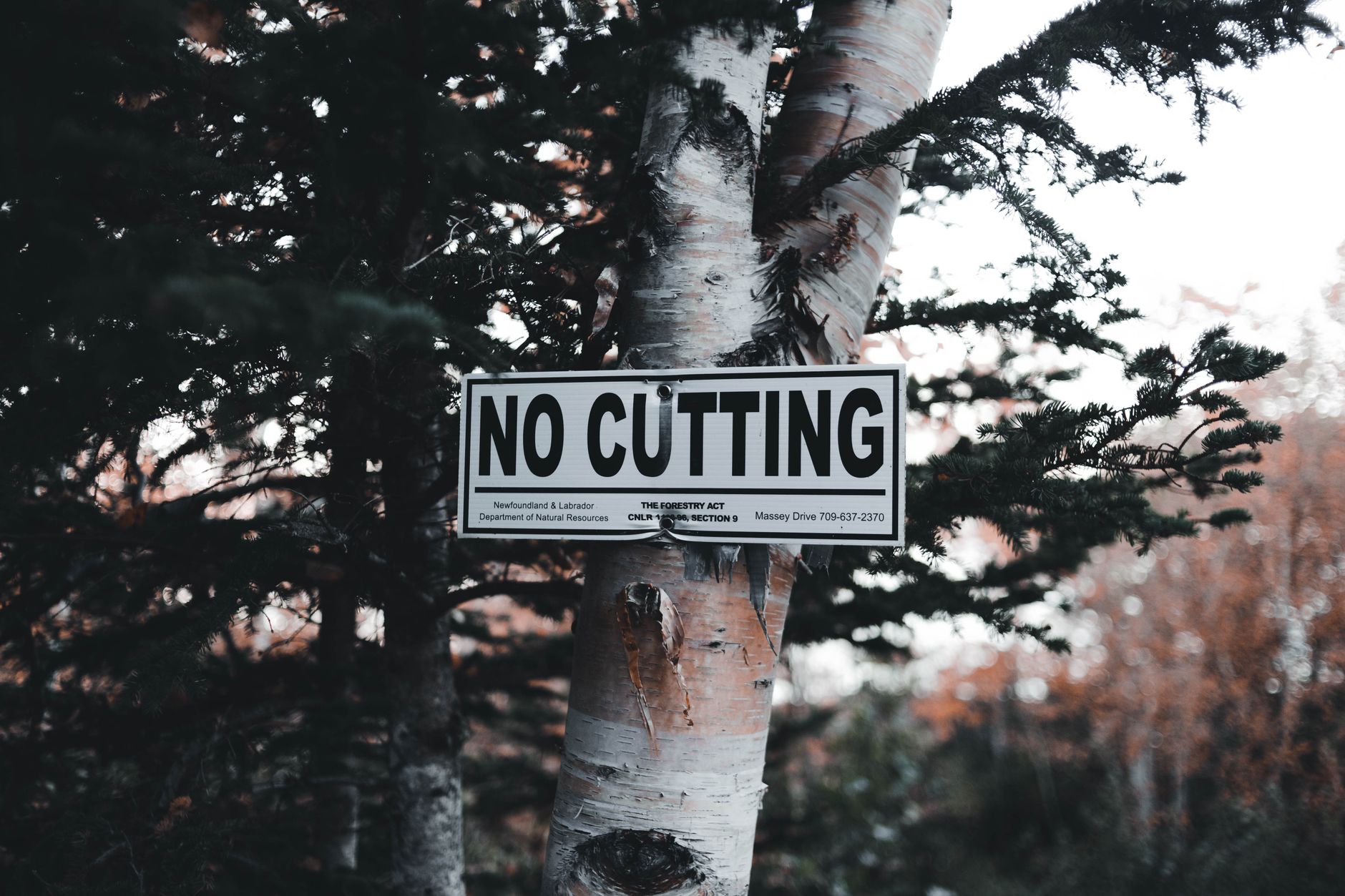 Do I Need a Permit to Cut a Tree in Nashville? (2026 Guide)